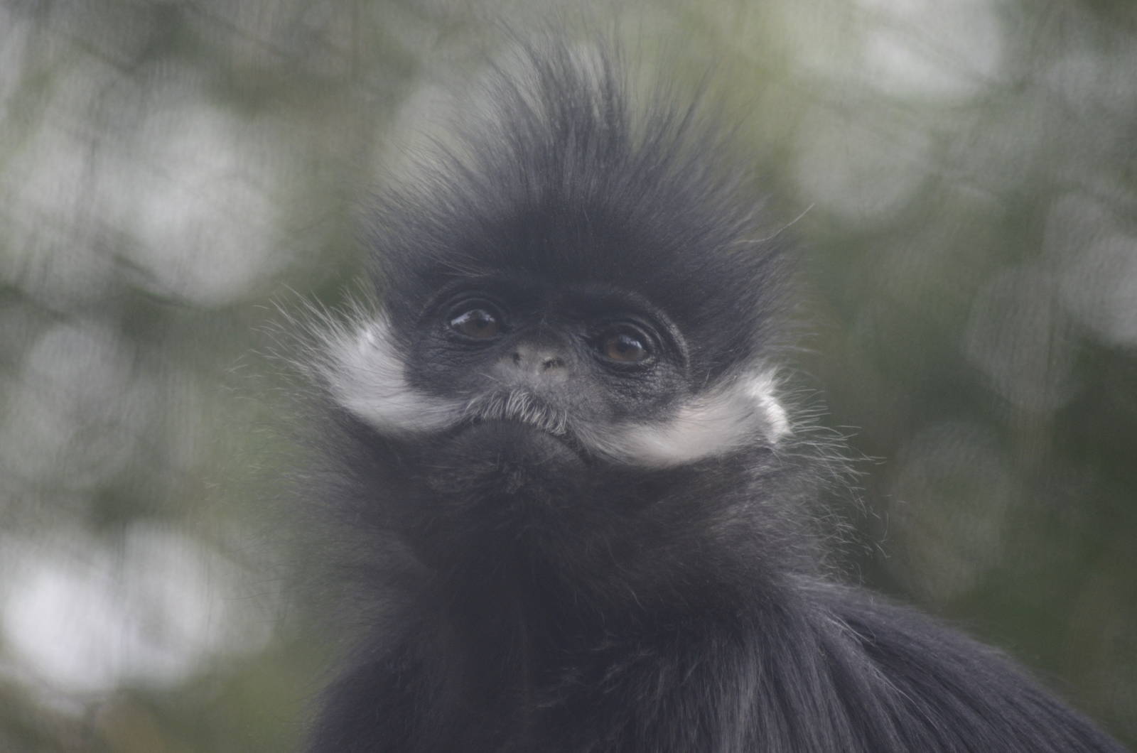 Francois Langur