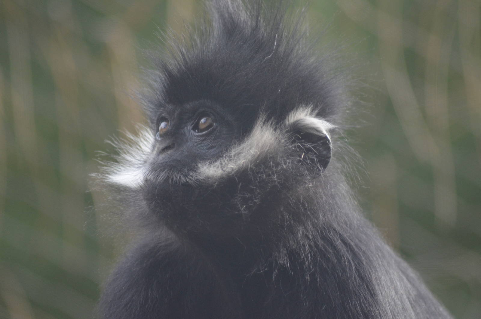 Francois Langur