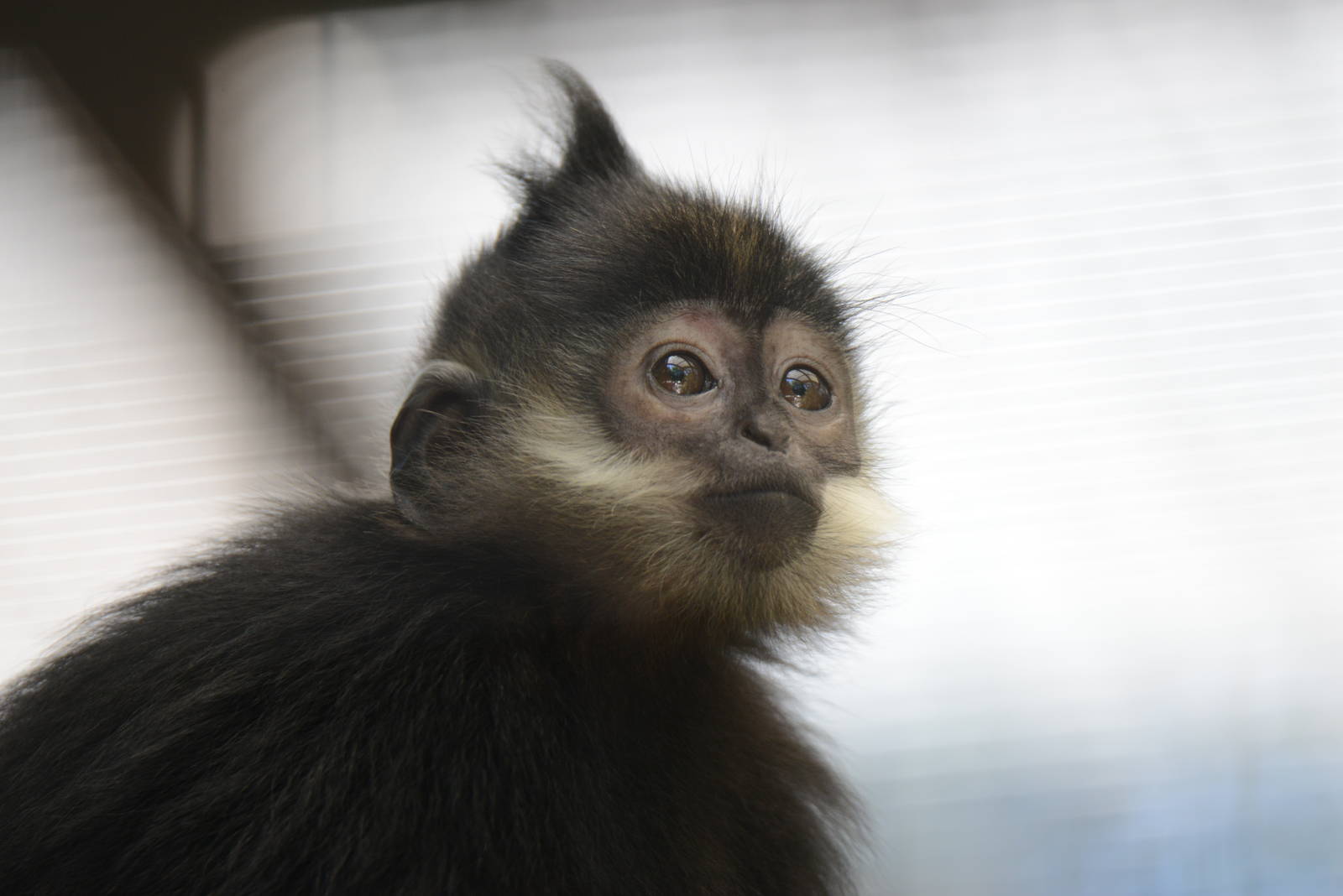 Francois langur