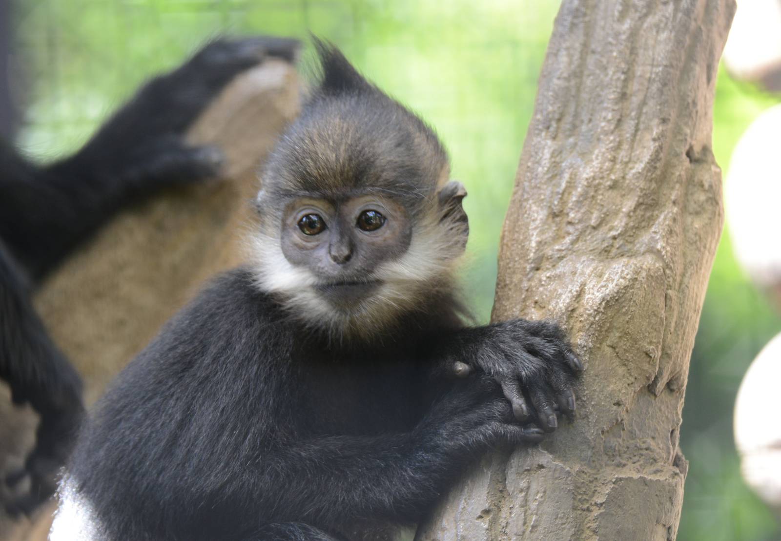 Francois langur