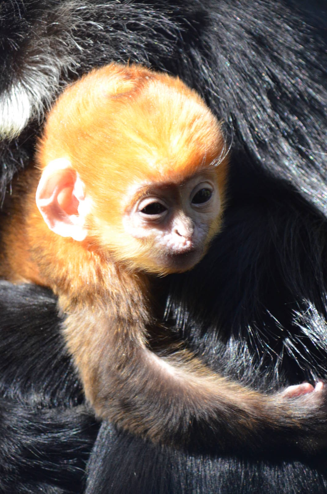 Francois langur