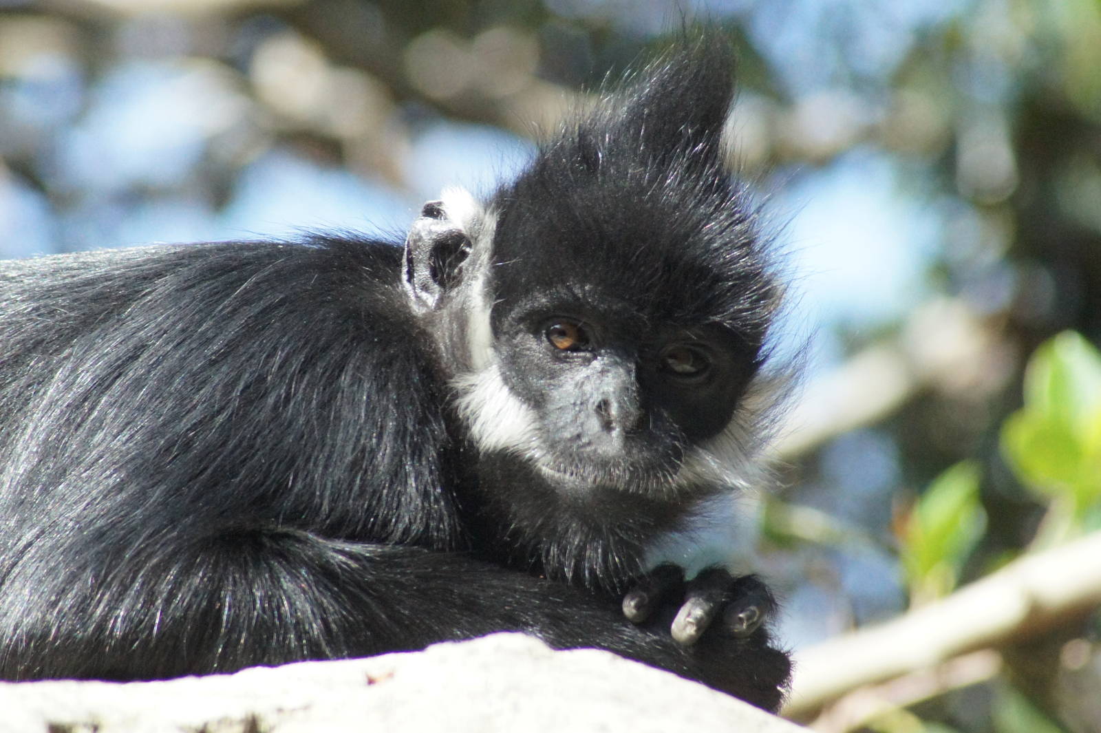 Francois langur