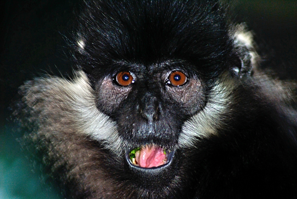 Francois? langur