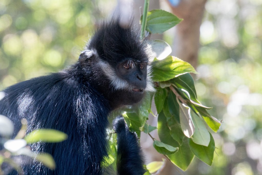 Francois Langur
