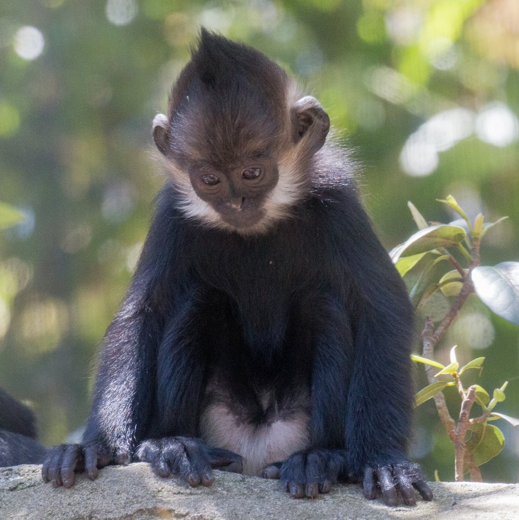 Francois Langur