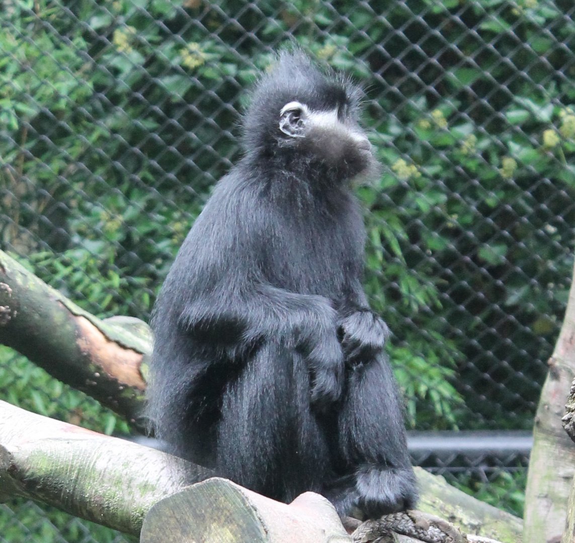 Francois langur