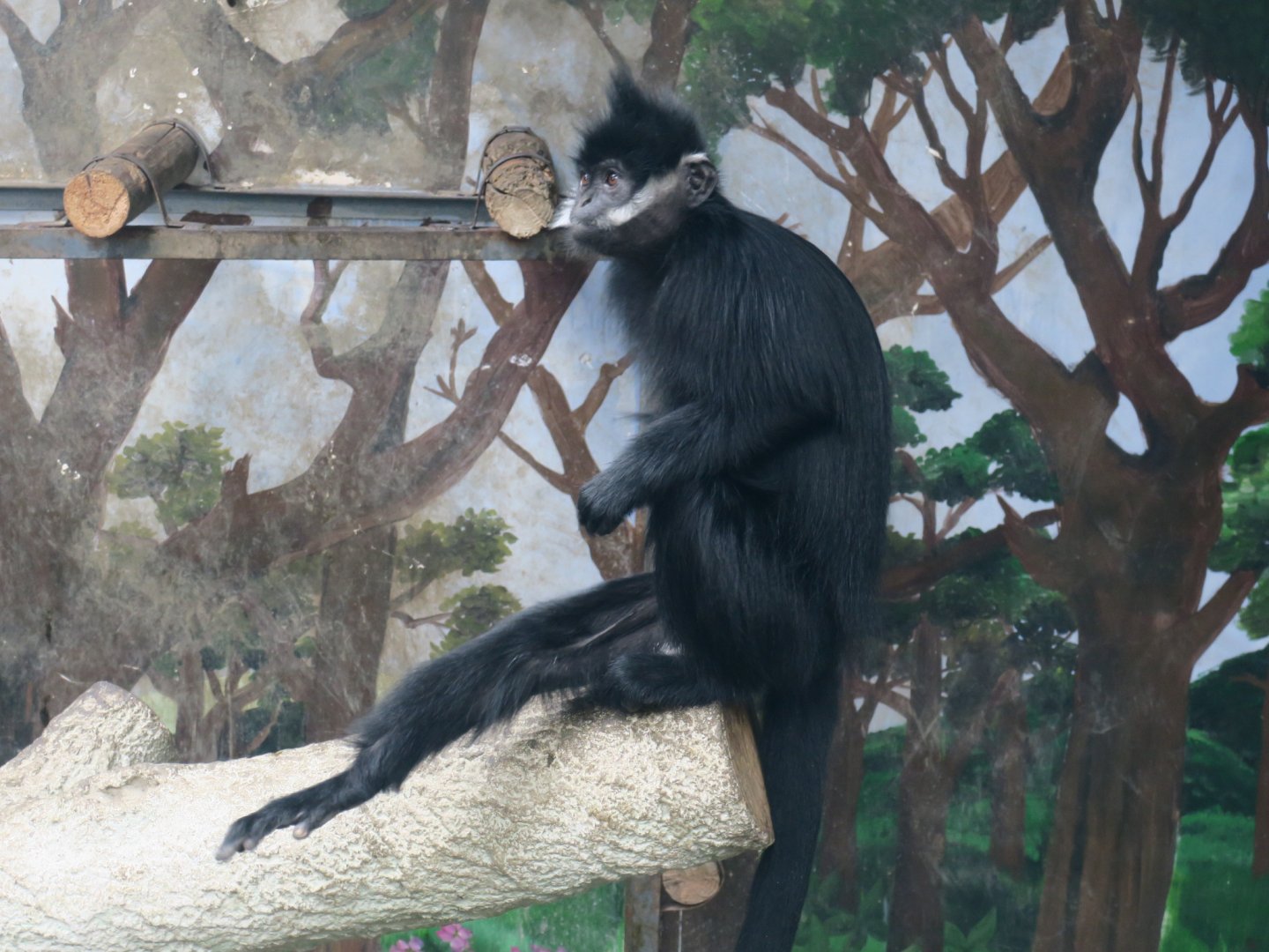 François' langur