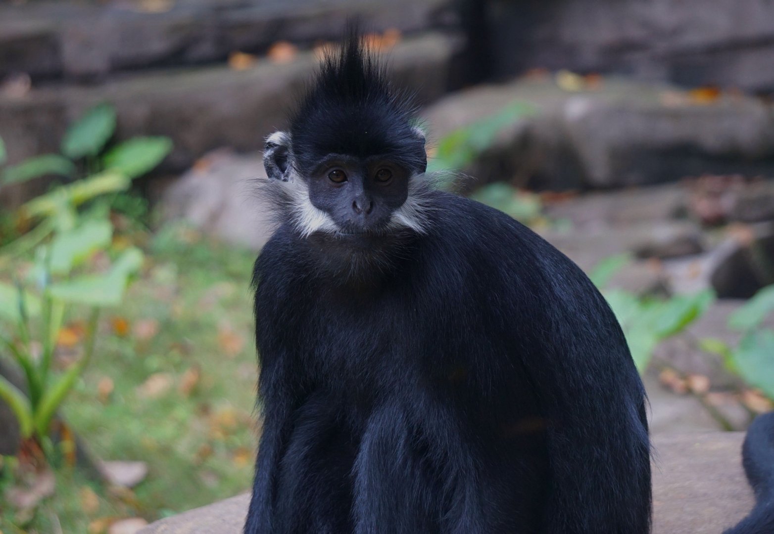 François' langur