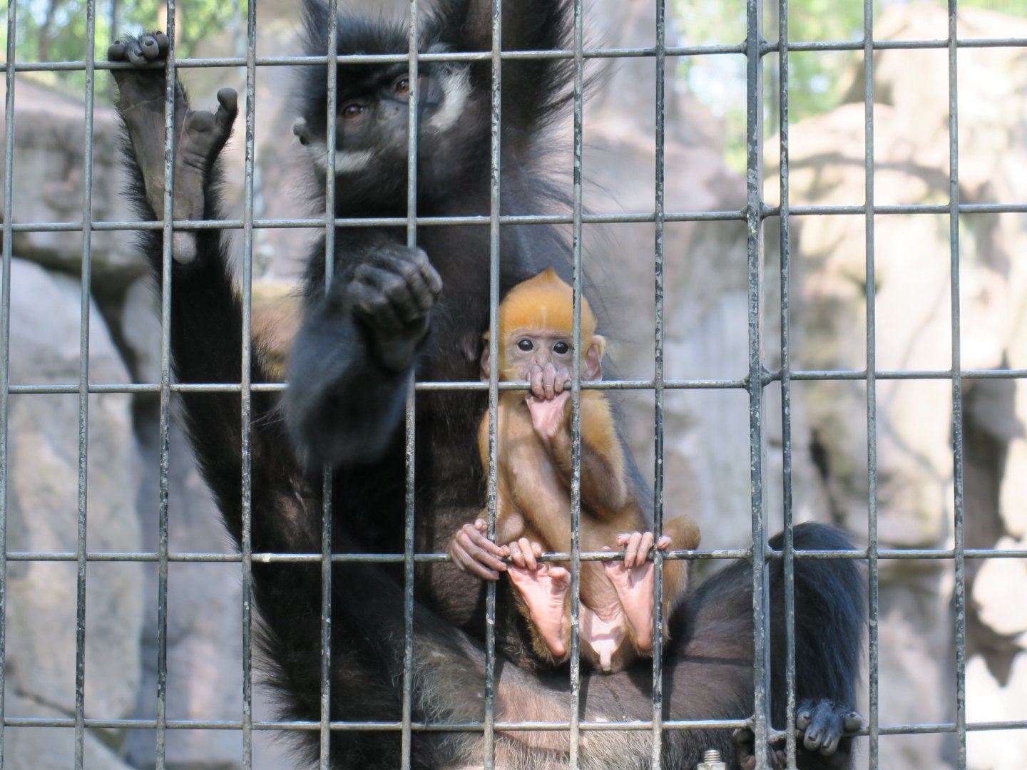 Francois' langur