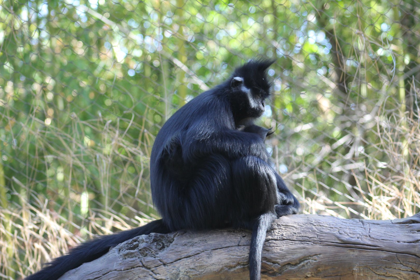 Francois' Langur