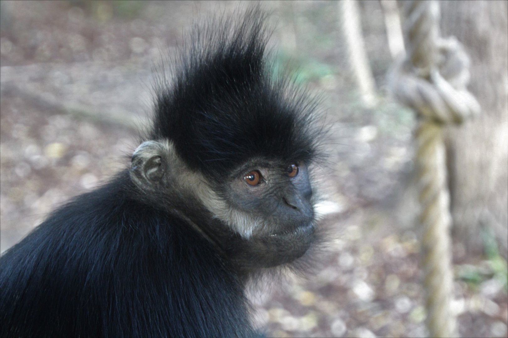 Francois Langur