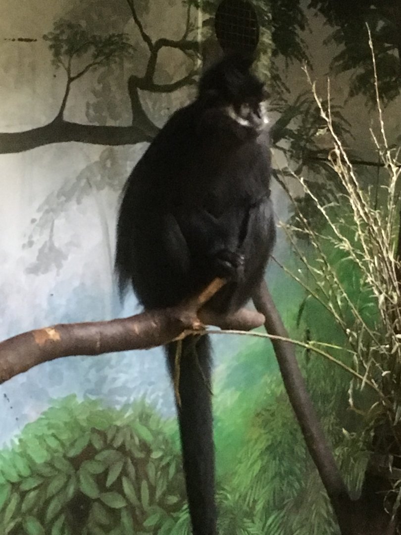 Francois langur