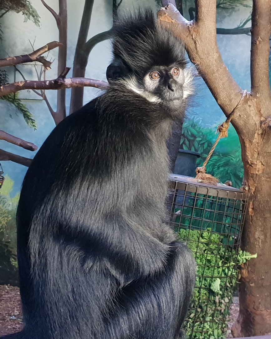 Francois langur