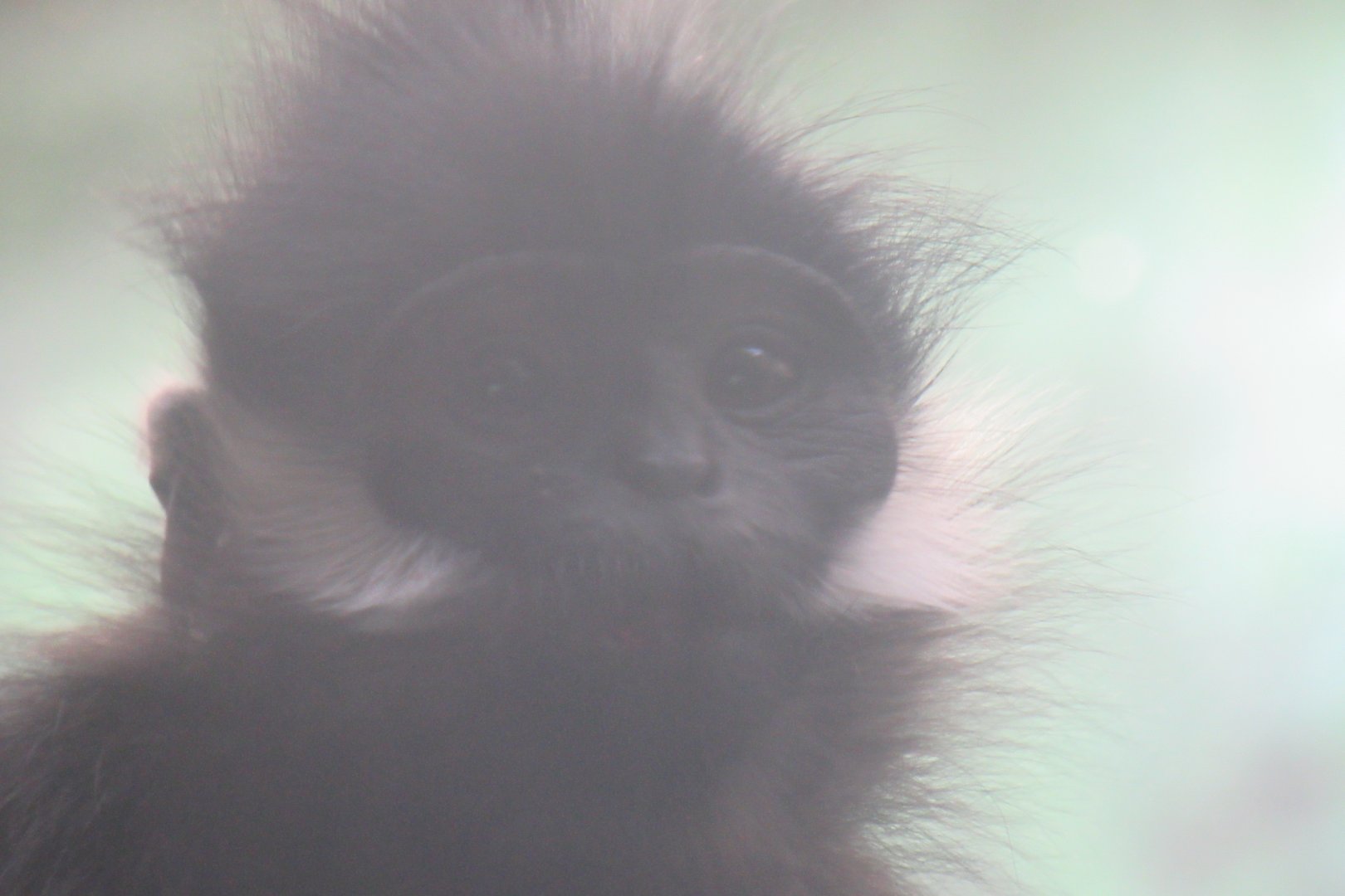 Francois langur