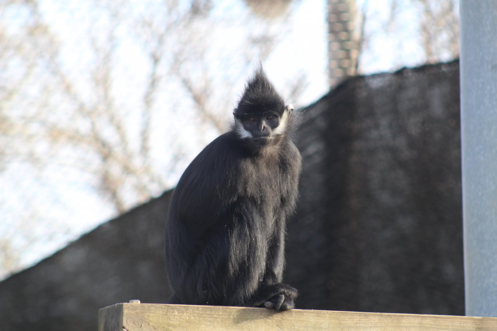 François' Langur