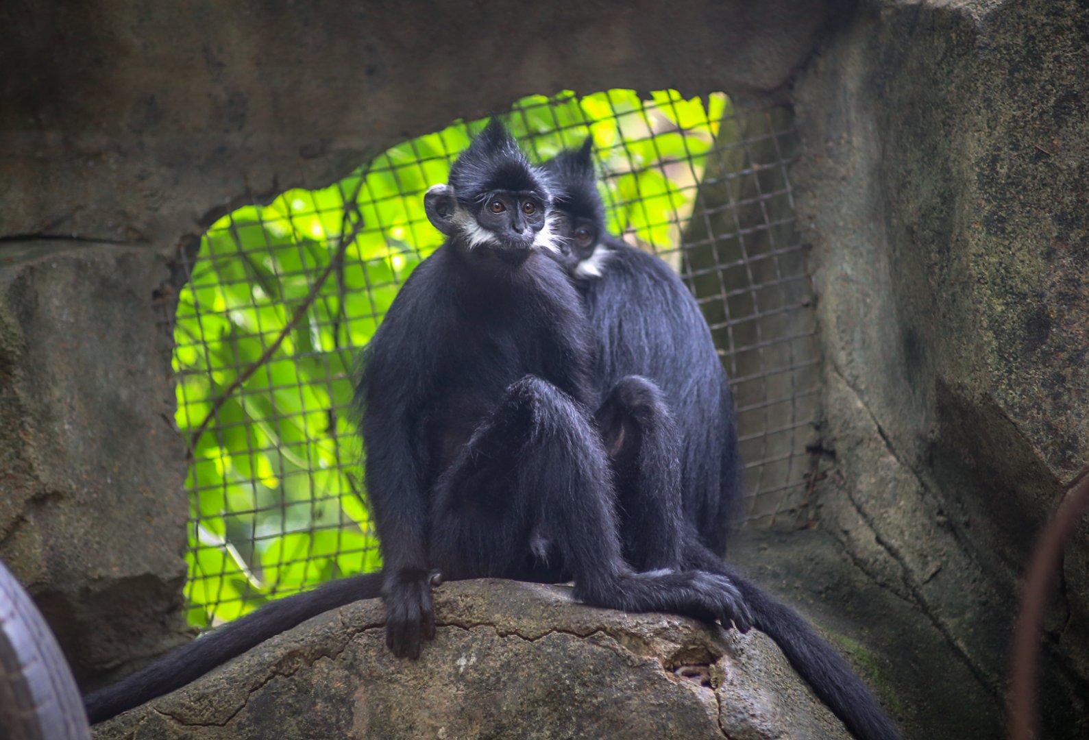 François' langur