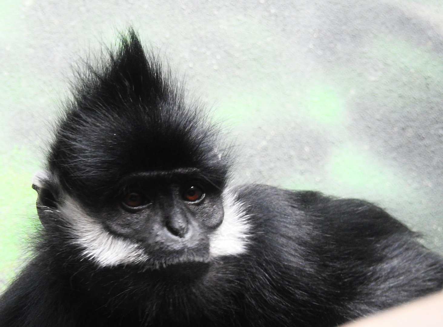 Francois Langur