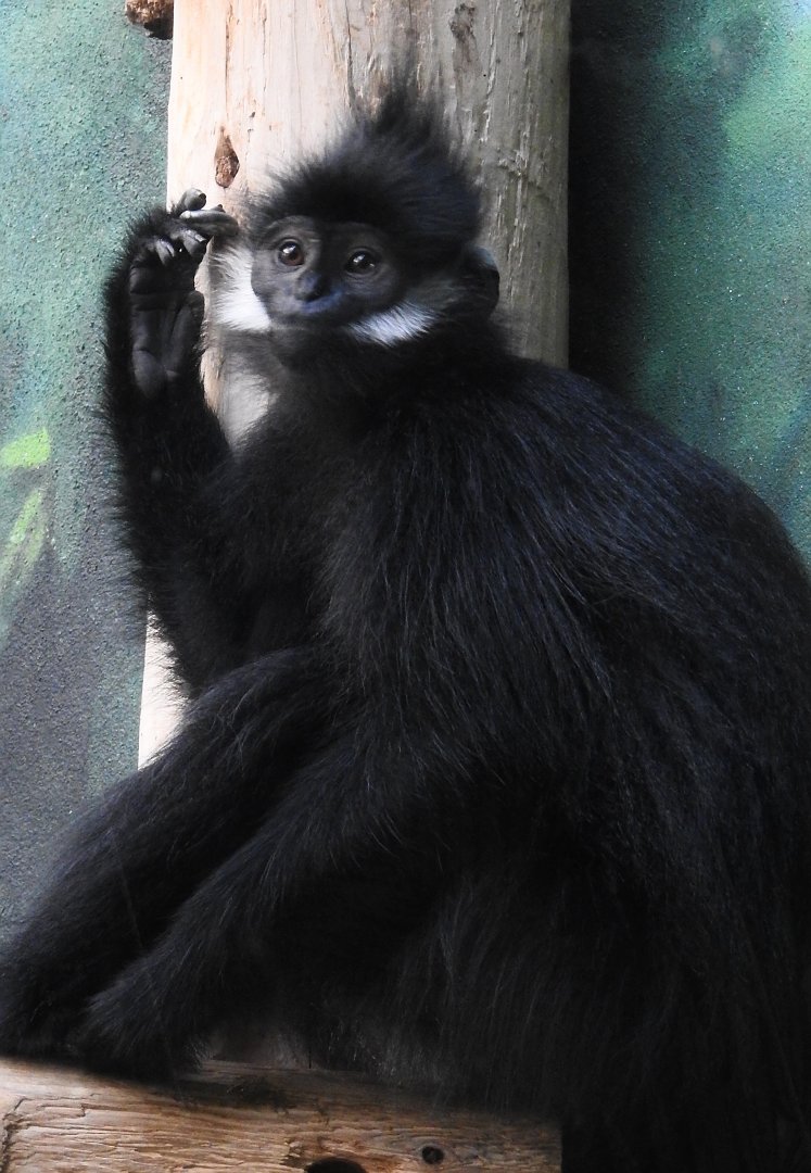 Francois Langur