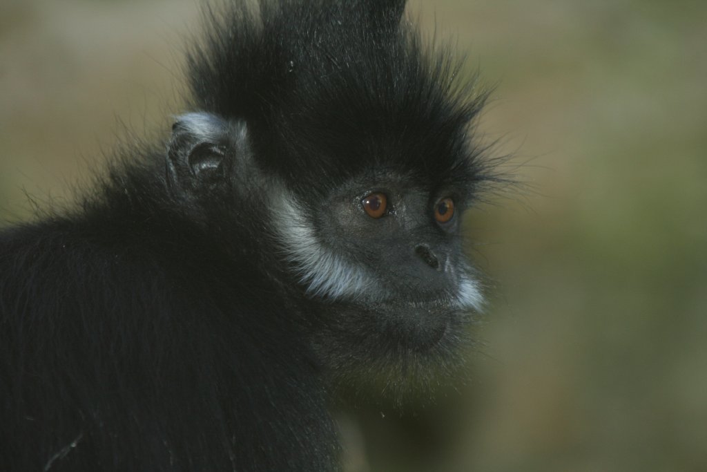 Francois Langur
