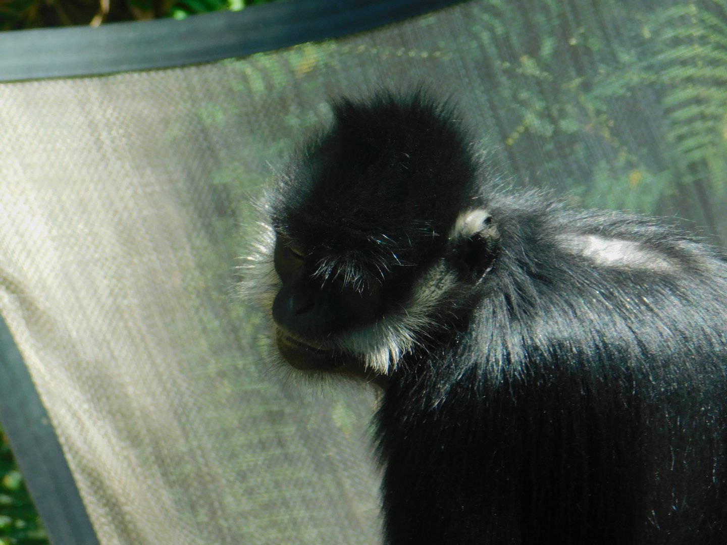 Francois Langur