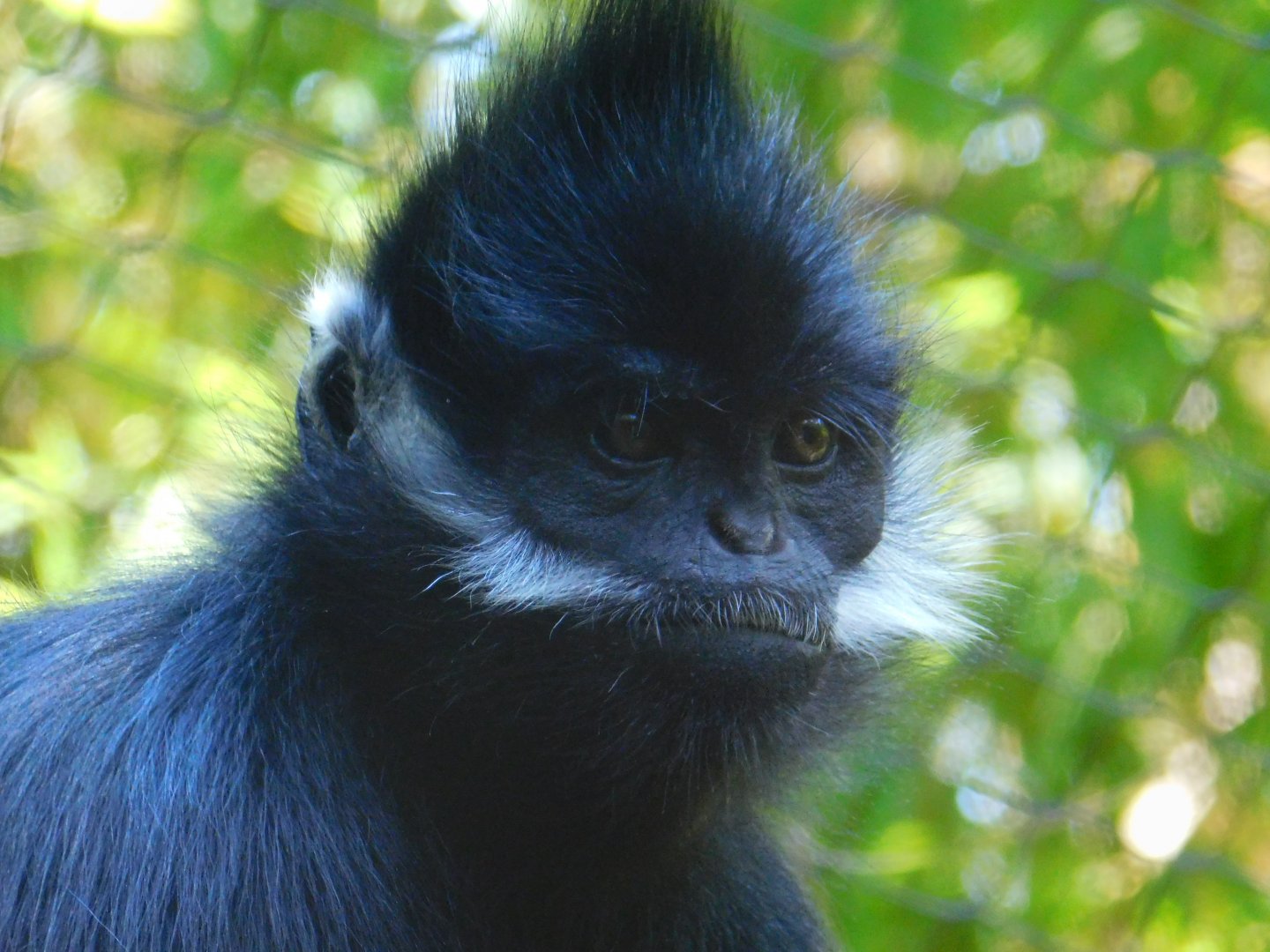 Francois’ Langur