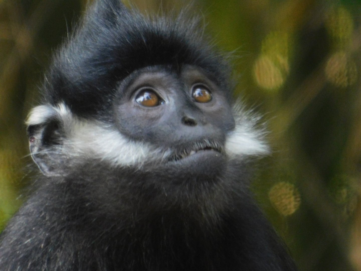 Francois’ Langur