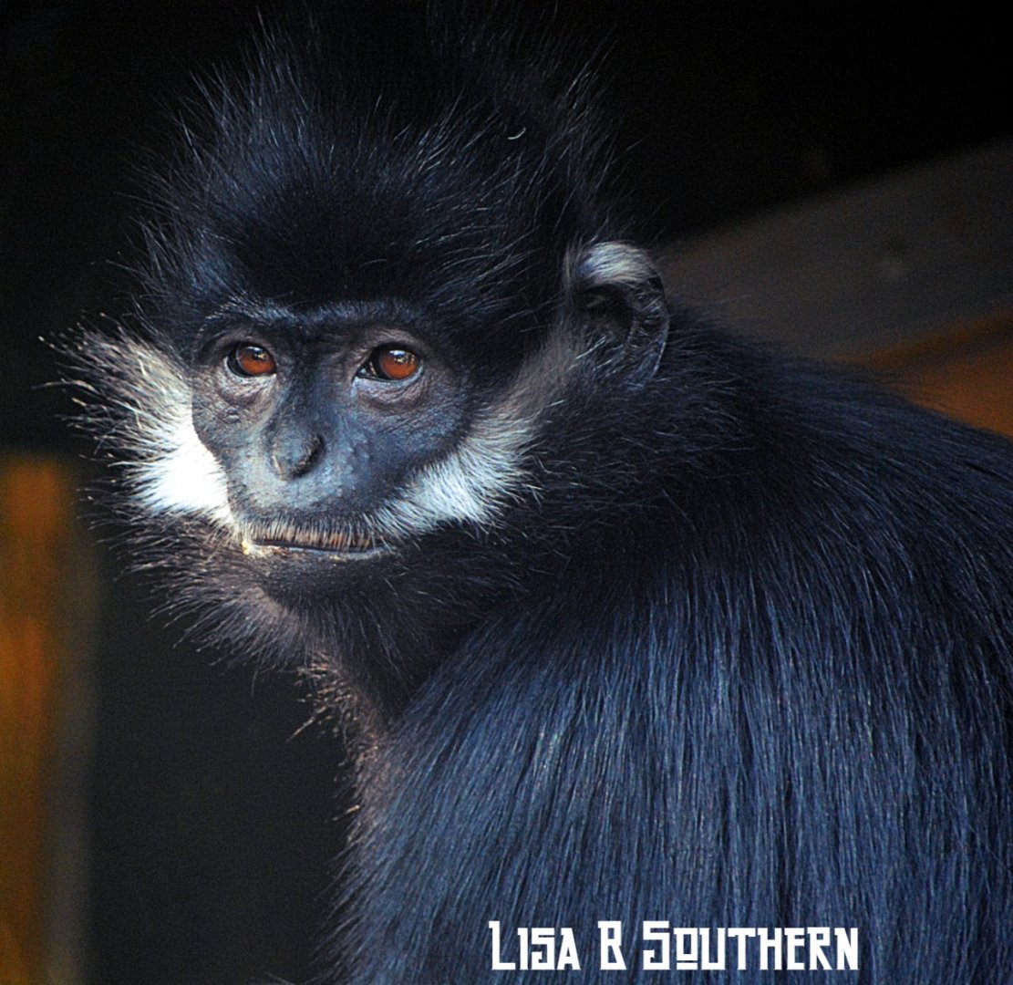 Francois' Langur