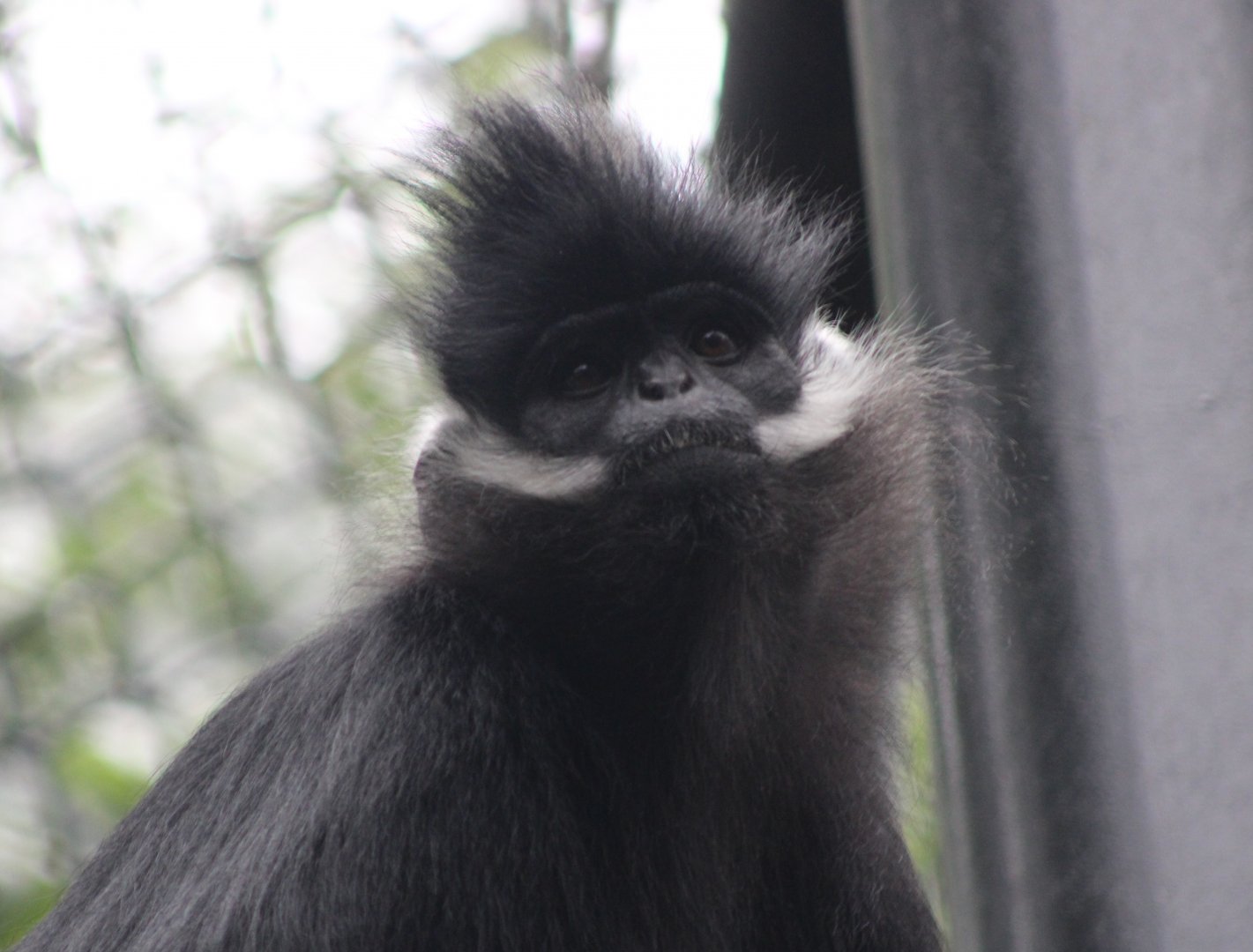 Francois langur