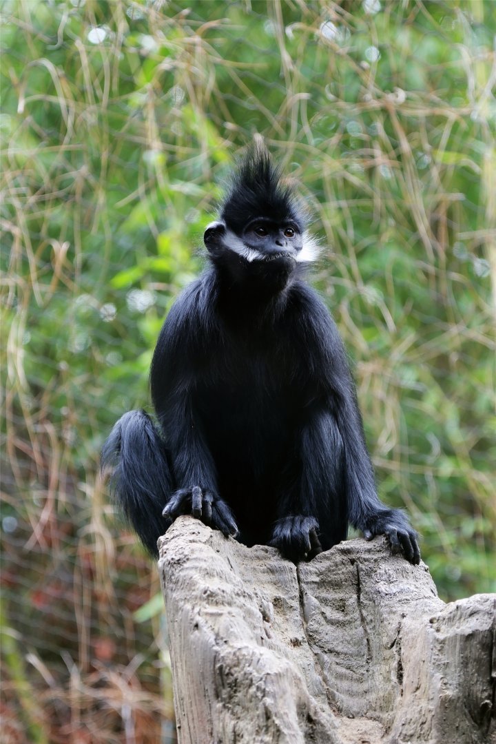 Francois' langur