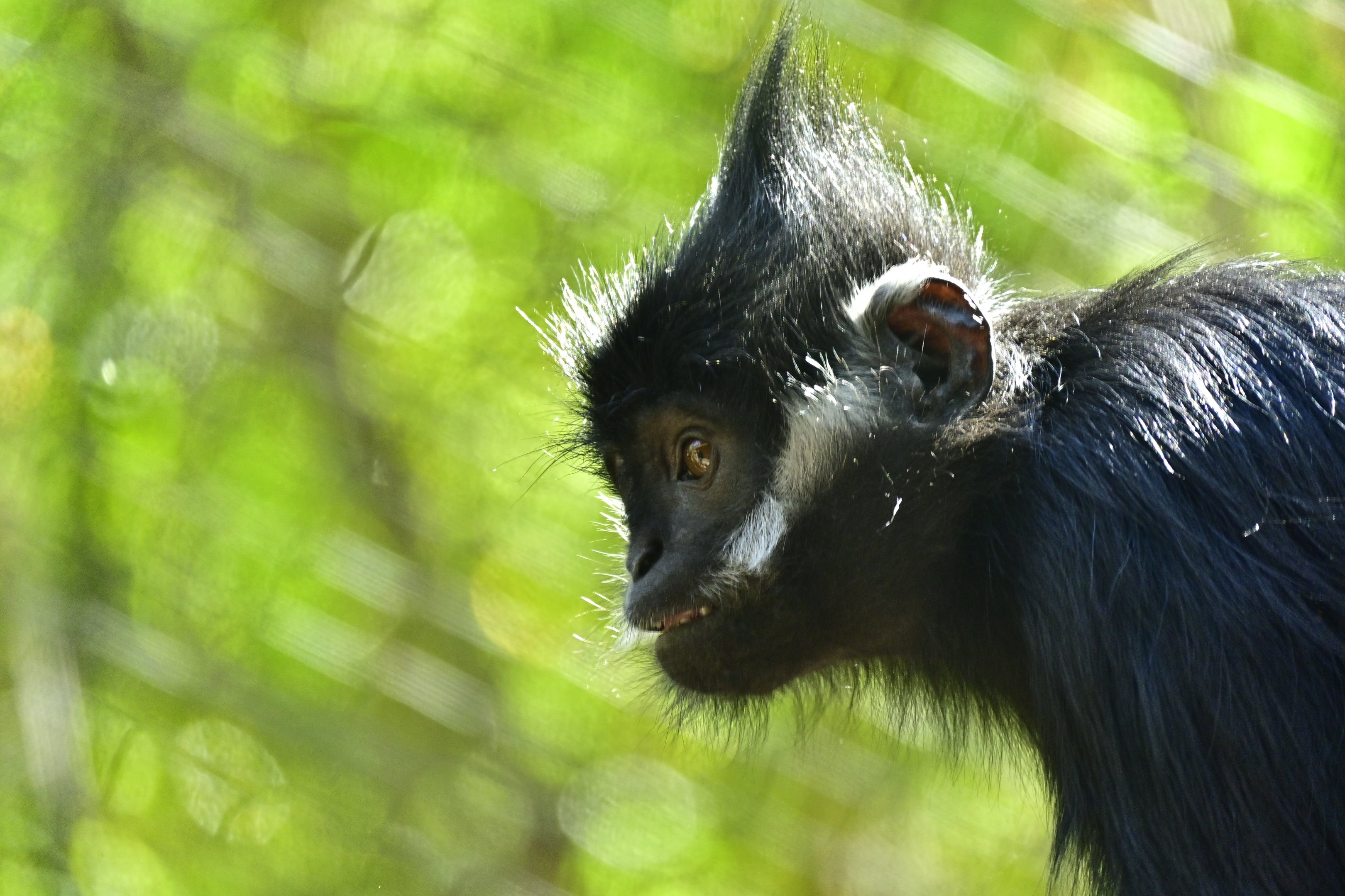 Francois’ Langur