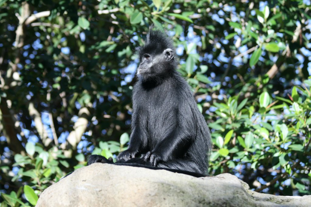 Francois Langur