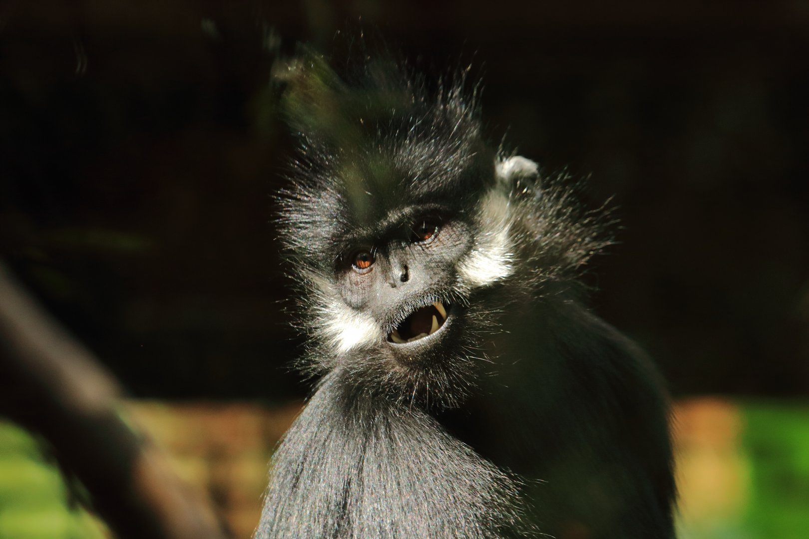François' langur