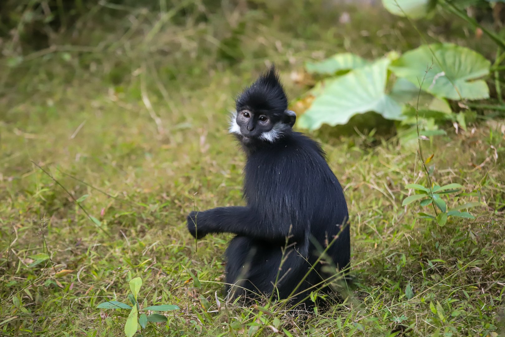 François' langur