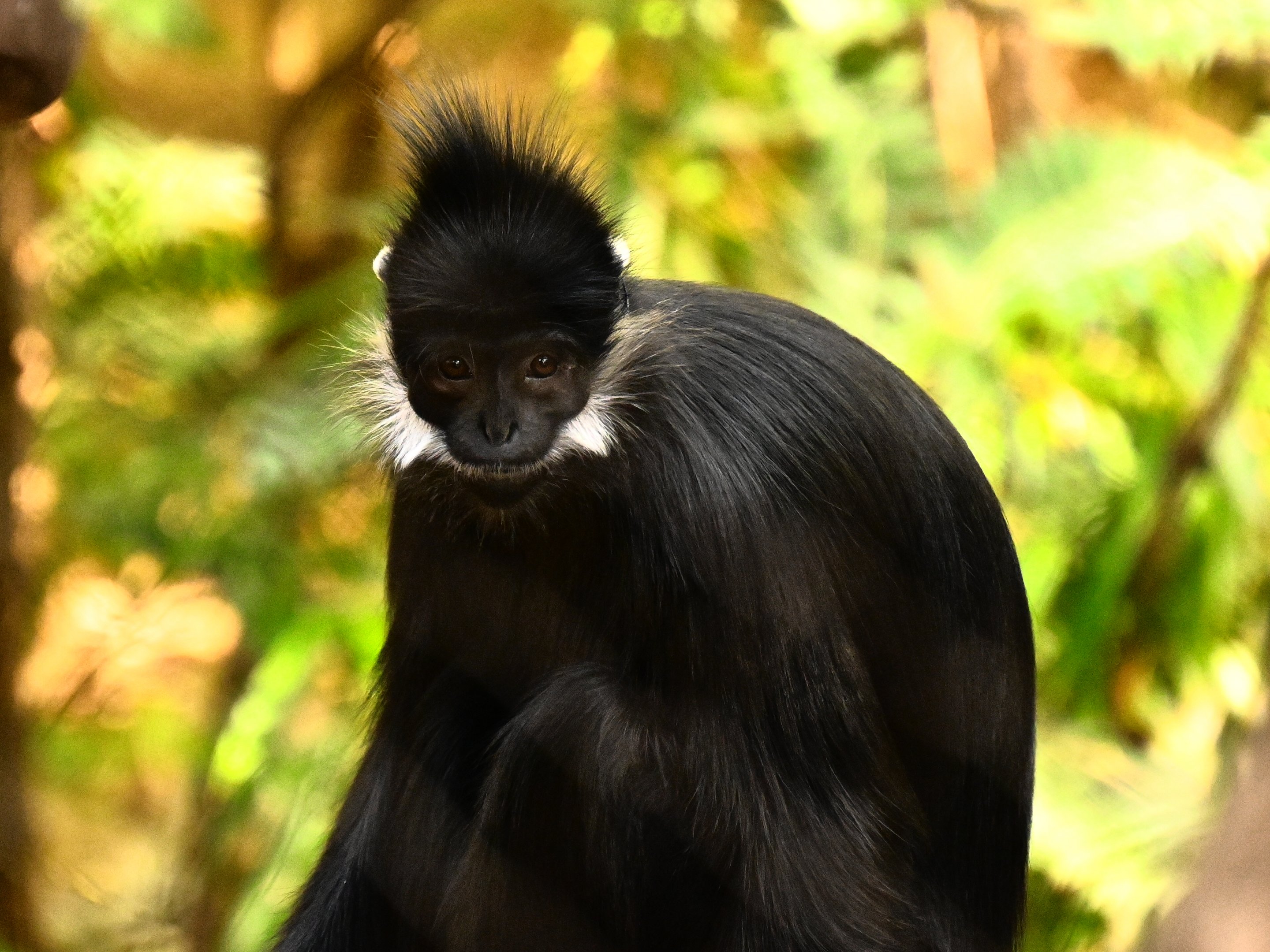 Francois’ Langur