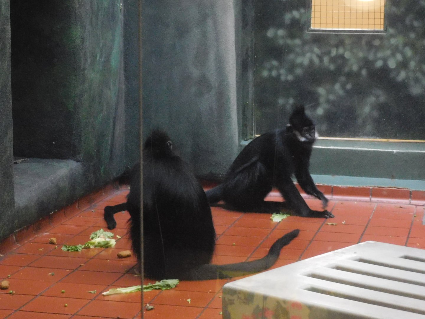 francois langur