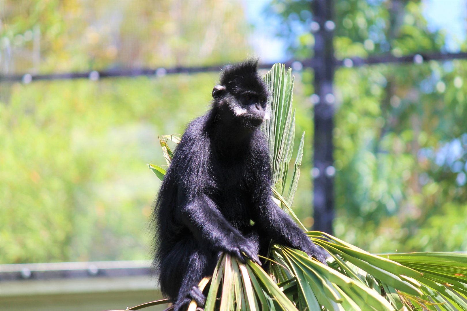 Francois Langur