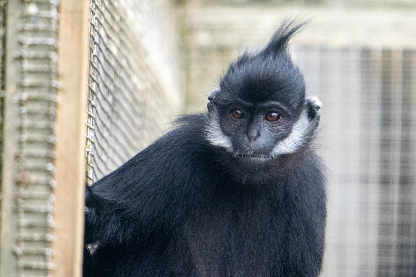 Francois' Langur