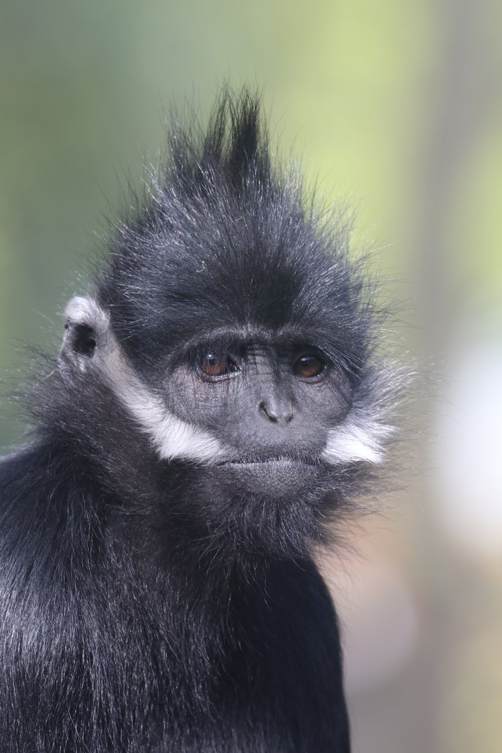 François' langur