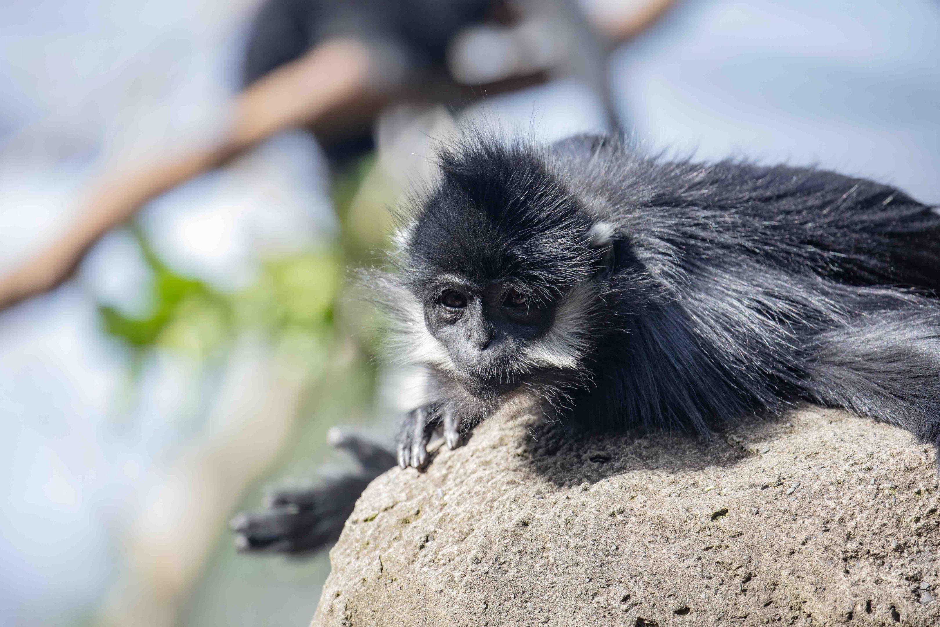 Francois' Langur