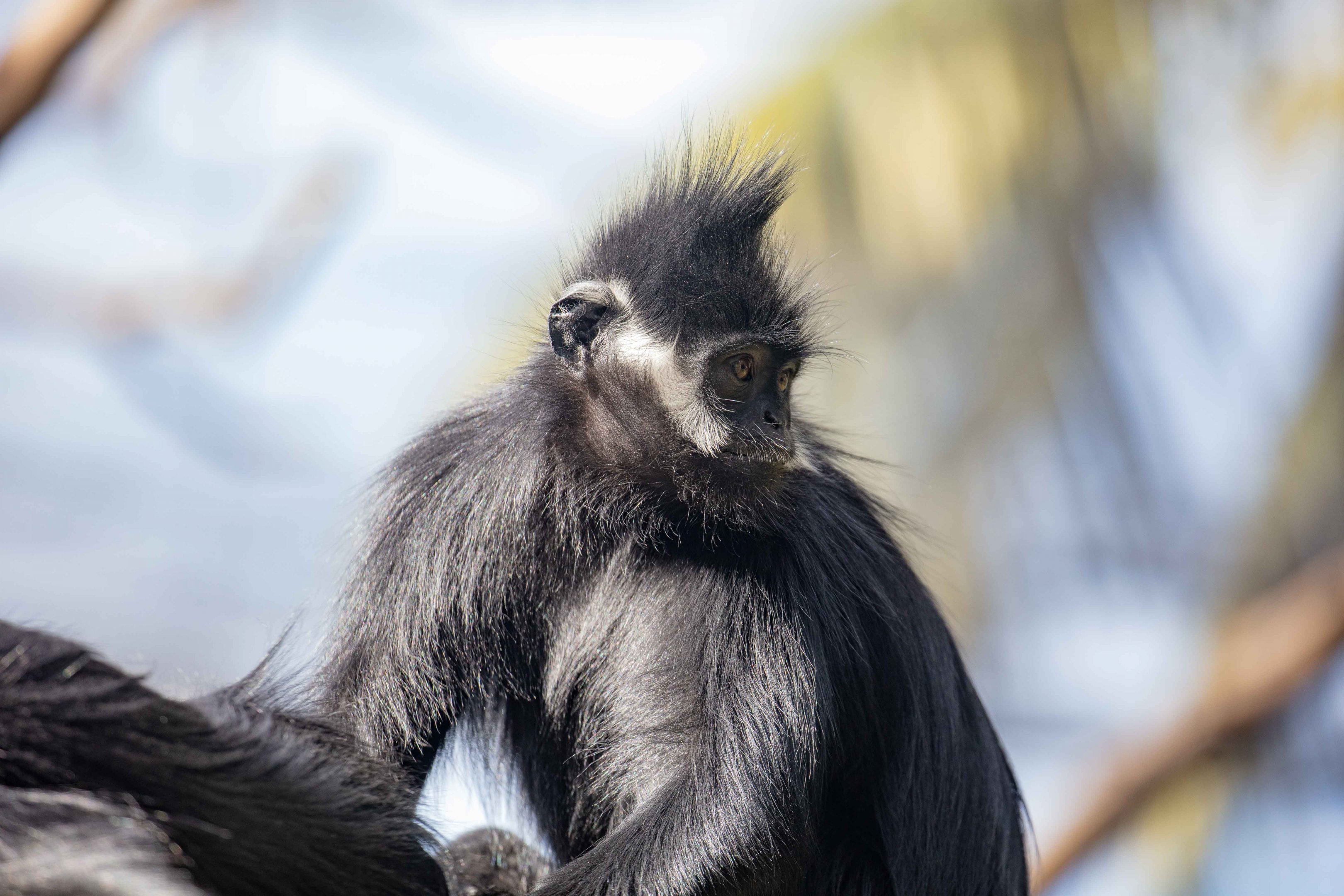 Francois' Langur