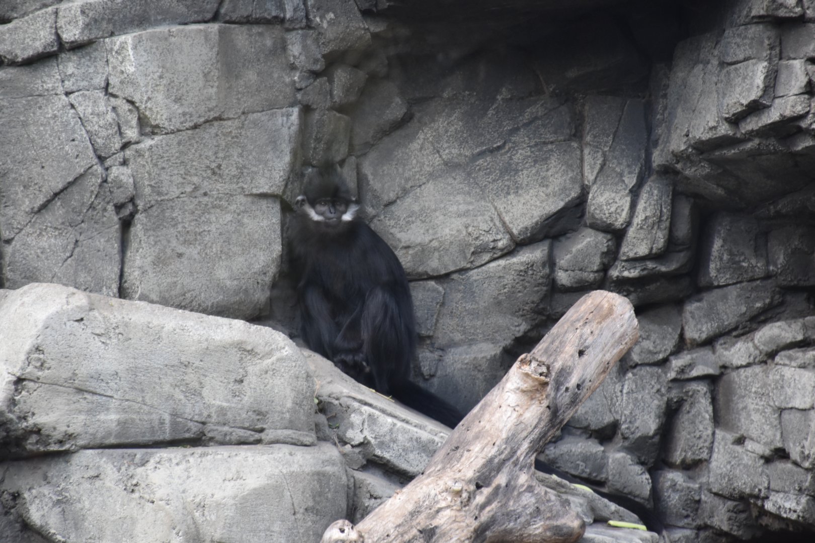 François' langur
