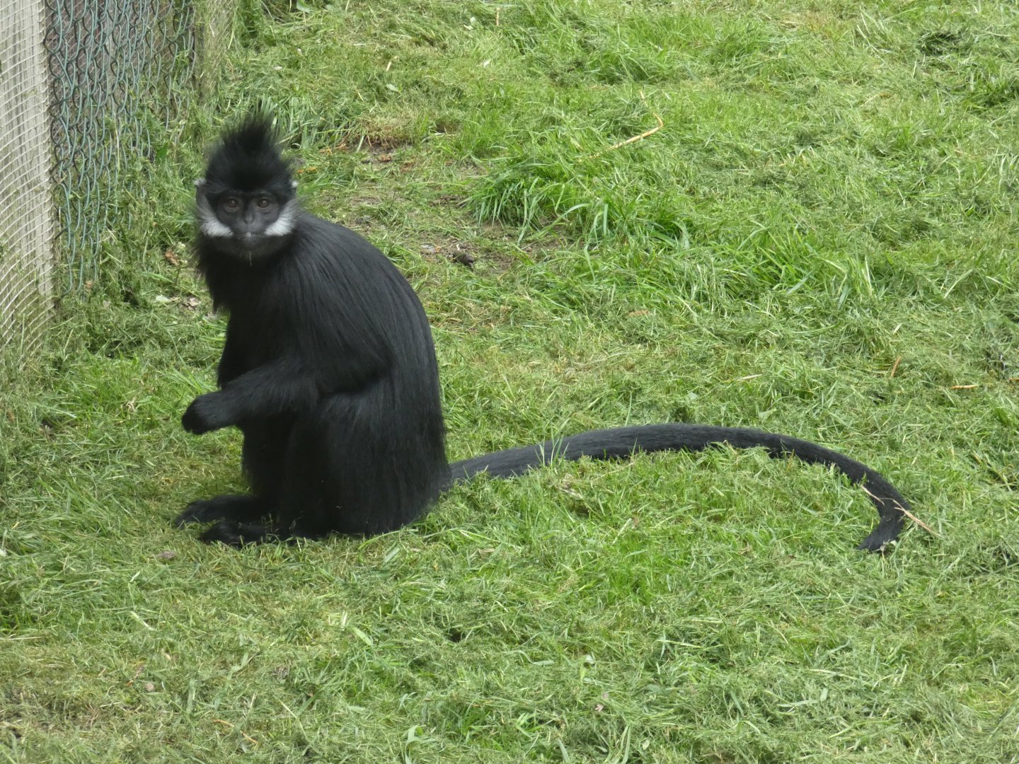 Francois' langur