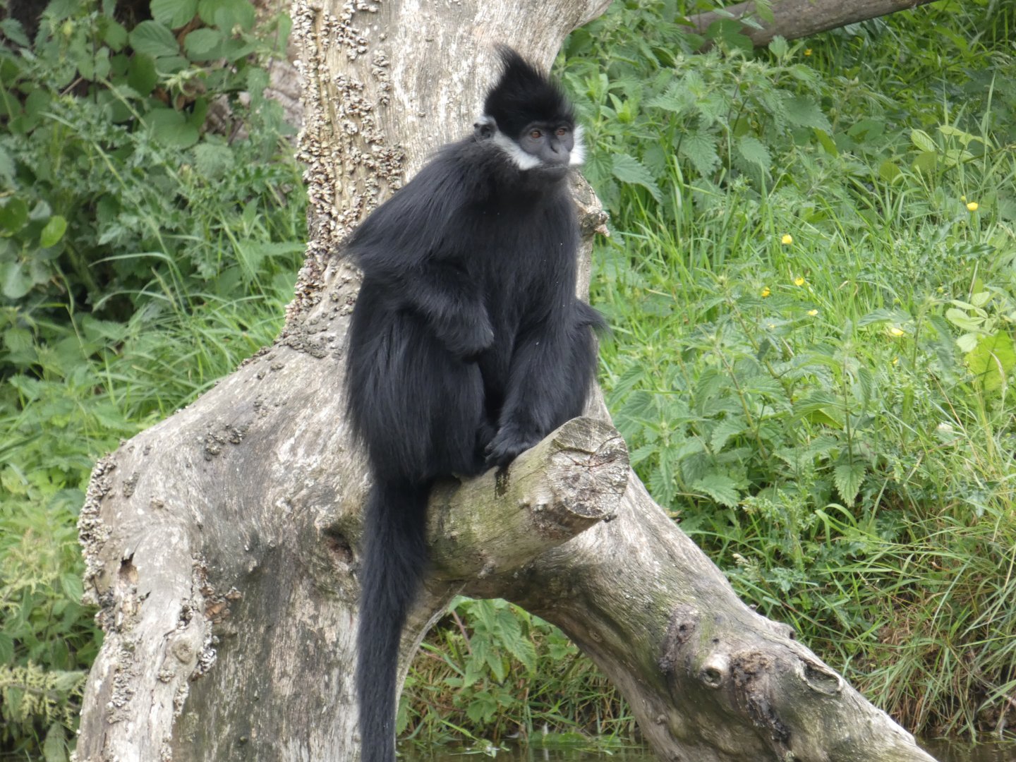 Francois' langur