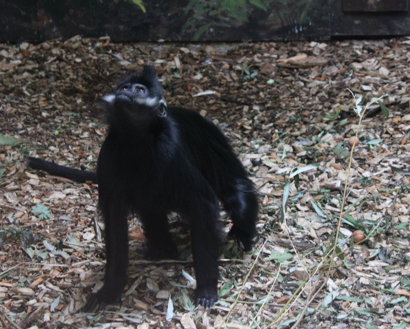 Francois langur