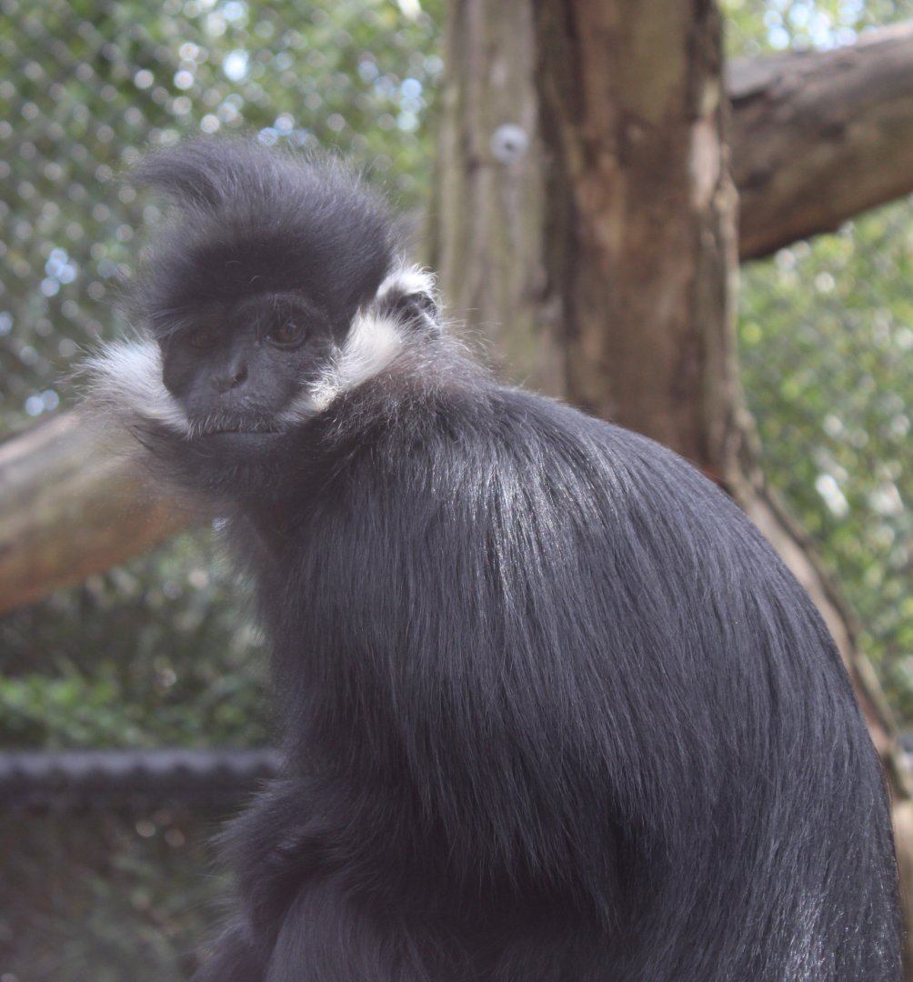 Francois langur