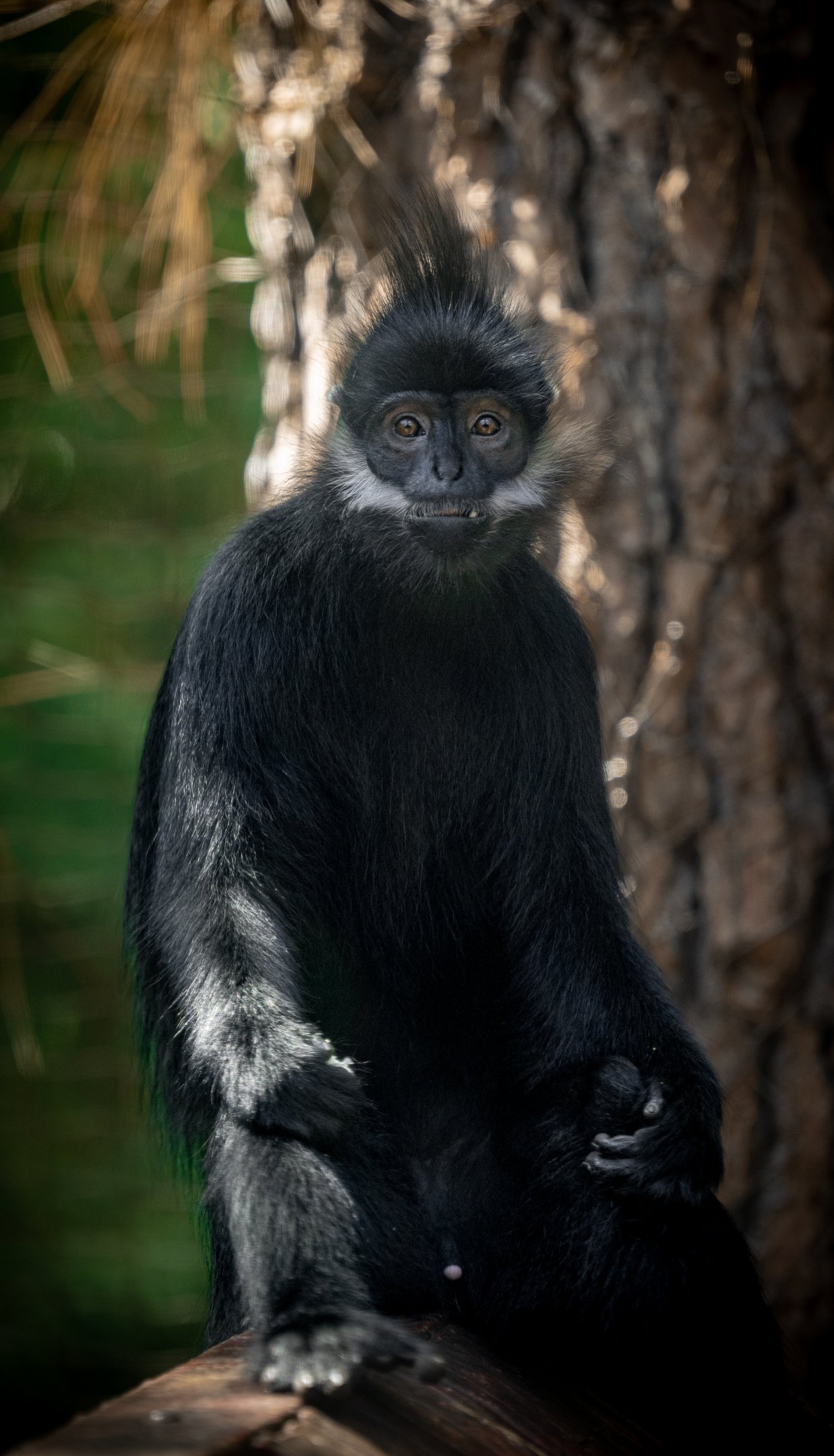 Francois’ Langur