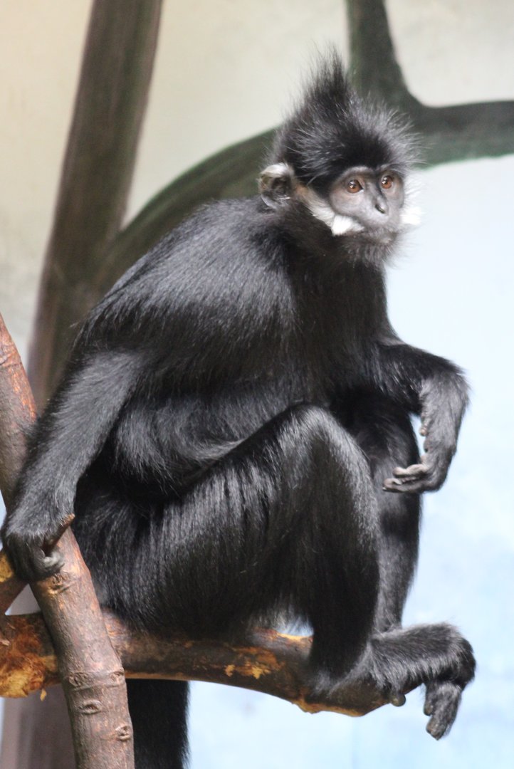 Francois langur