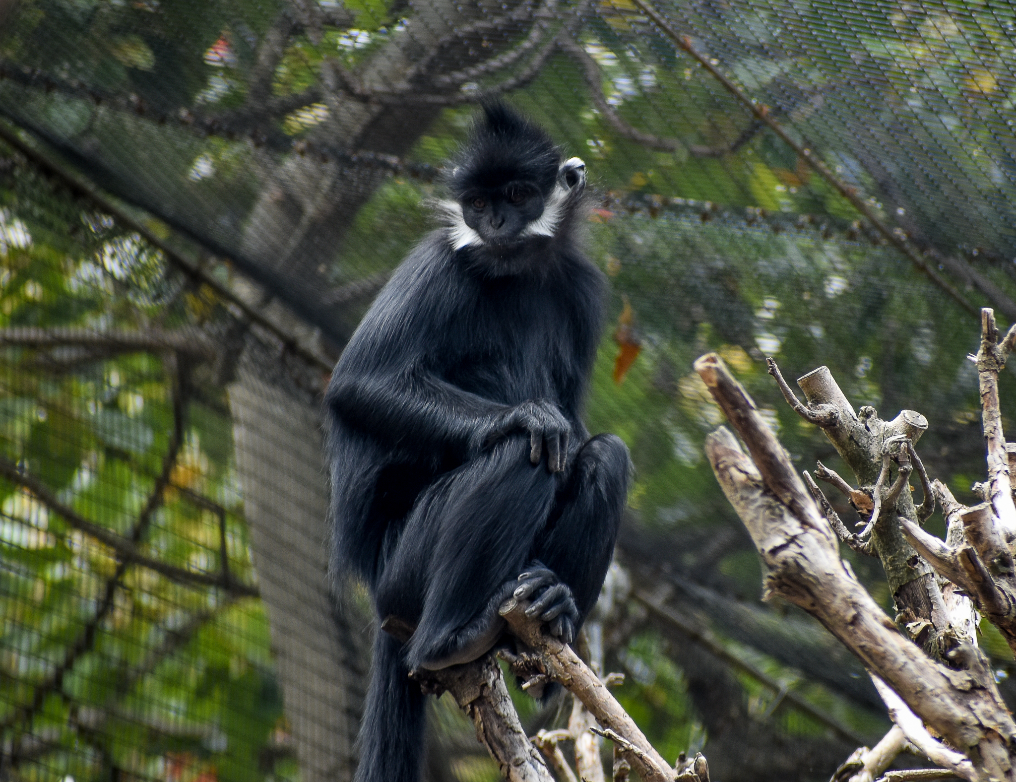 François' Langur