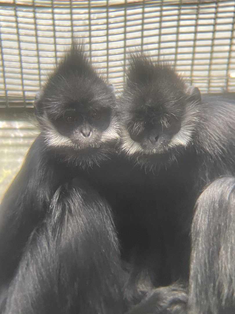 Francois’ Langur