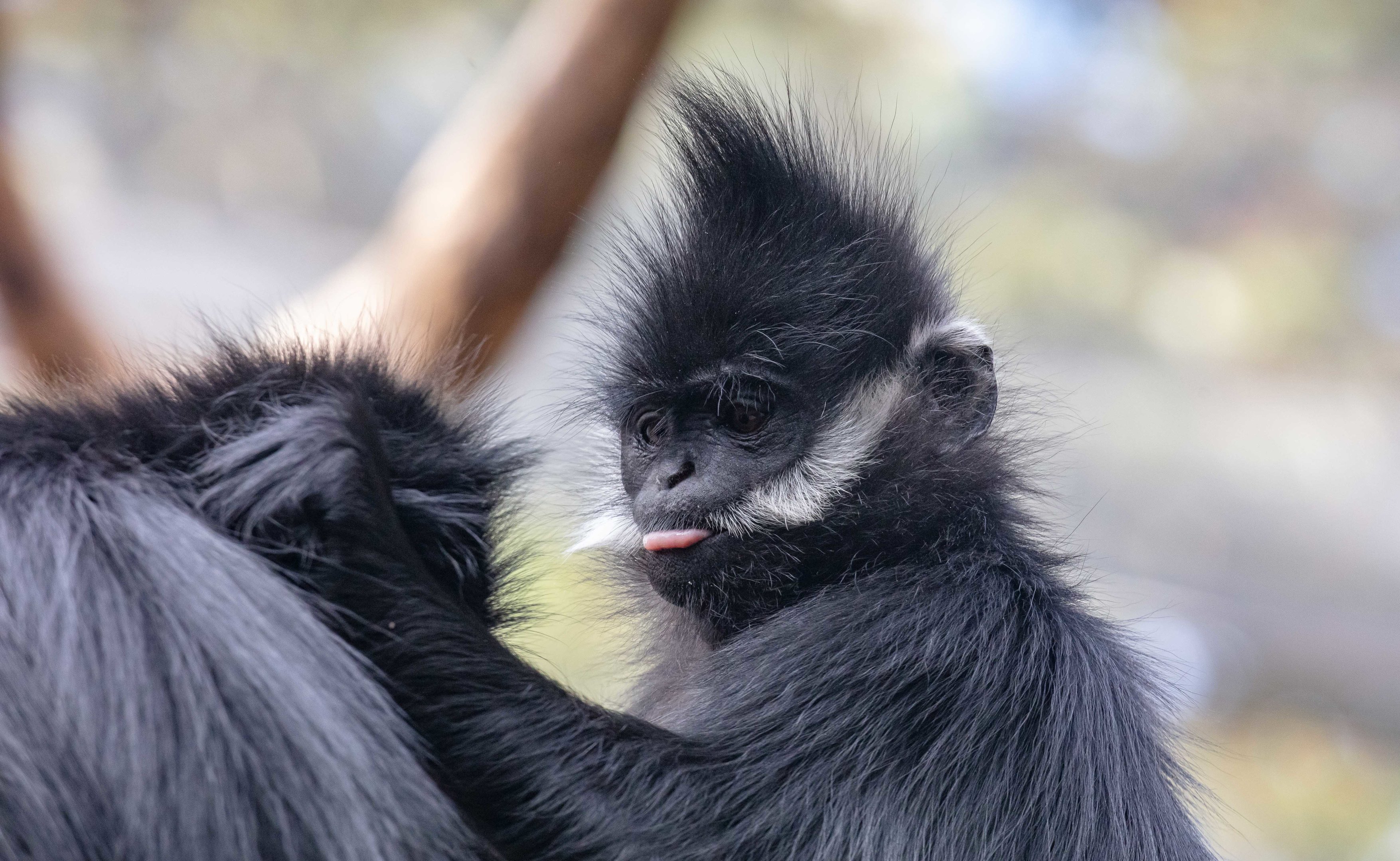 Francois Langur